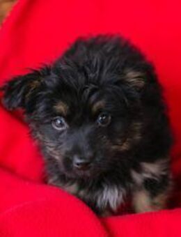 MINI - knuddeln, spielen und dann Pause - Overath