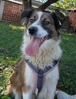 SAND - anhänglich, freundlich, sanft - Linden (Hessen)