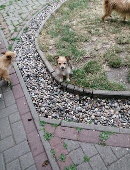 Hunde Welpe - Alt Tellin