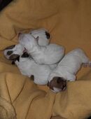 Jack-Russell-Terrier Welpen reinrassig geb.18.10.25 in 75447