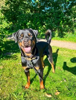 Rottweiler Rüde Rufus - Hohn