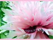 ♥ Riesen Mohn rosa gefüllt,Samen,Pfingstrose Bienen Garten Tulpenstolz Saatgut - Hamburg