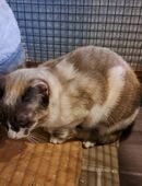 Zara sucht ein Zuhause Mischling in 55483