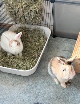 Kaninchen abzugeben - Mönchengladbach