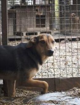 LARA - zurückhaltend trotzdem verspielt - Overath