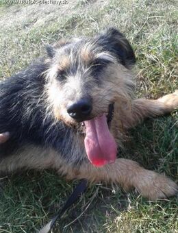 JIMBO - aktiver Senior mit Temperament - Overath