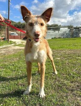 Biscuit - lass mich nicht allein - Balingen