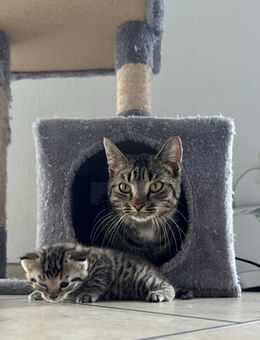 EKH Kitten 1x Kätzchen 1 Kater - Ronnenberg Zentrum