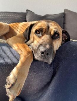 Gelassener Milo sucht sein Zuhause - Berlin