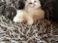 Bildhübsche Ragdoll Kitten - Böblingen