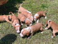 Hundewelpen abzugeben - Herrenberg