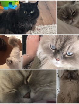 Perser Pärchen Katzen abzugeben (Kater Colour-Point und dunkle Katze) - Dortmund