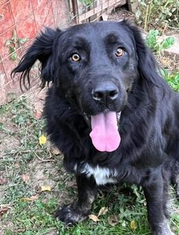 Queen sucht ihr Glück - Celle