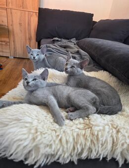 Russisch Blau Kitten - Schwegenheim
