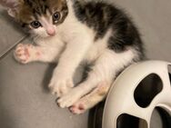 Kitten / Katzenbaby / Babykatze / Katzenbabys - Freital