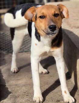 🐾 Snoa 7 Monate junger Jack Russel Mi - Kassel