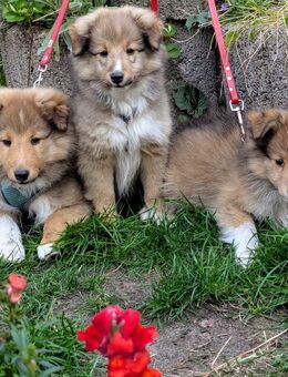 Sheltie Welpen - Neumarkt (Oberpfalz)