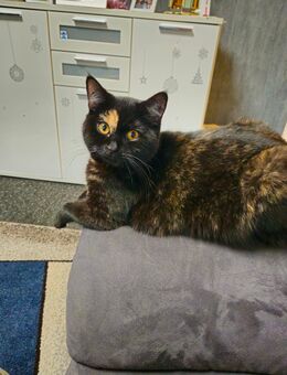 Katze in gute Hände abzugeben - Essen