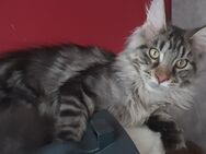Neues Zuhause gesucht - Bad Pyrmont