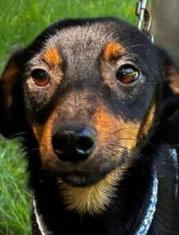 Mireille - Zauberhafte Hundedame - Obertshausen