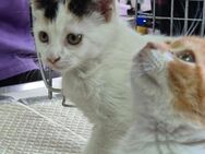 Katzengeschwister Mae, Minima, & Mambrü - Karlsruhe