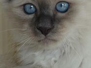Heilige Birma Kitten Kater Katze Mika ist Abholbereit - Ramsen CH