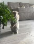 Lola sucht ein neues Zuhause in 51643