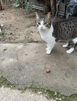 Willow aus dem Tierschutz Kreta - Grevenbroich