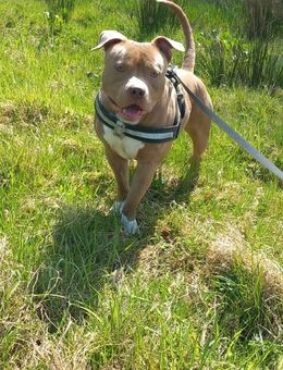 Hund Lexus sucht ein neues Zuhause - Flensburg
