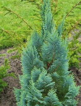 Blaue Scheinzypressen - Berkenthin