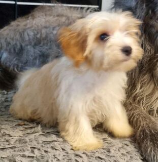 Yorkshire Terrier Welpen in den Farben Blue and Tan und Golden Dust – Nähe Dresden