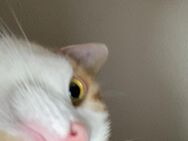 Kater Jack Sparrow (2 Jahre) – verspielt, verschmust & sucht liebevolles Zuhause - Bielefeld Zentrum