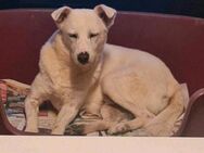 Gnadenplatz für Opi Lucky gesucht - Großefehn