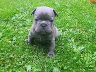 Französische Bulldogge Welpen - Würzburg