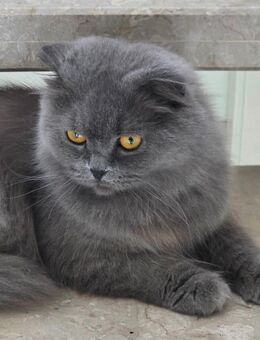 Britisch langhaar katze - Heide