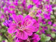 Wilde Malven Samen Malve schön Malvenblüte wild lila rosa Blumen Malvensamen Gartenblume Saatgut insektenfreundlich Muttertag SWR Blumenwiese saat - Pfedelbach