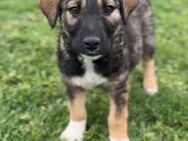 ⚡Neugieriger Welpe Thor⚡ - Eislingen (Fils)