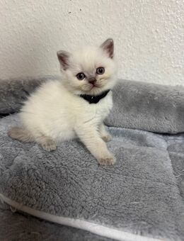 Bkh kitten - Aachen