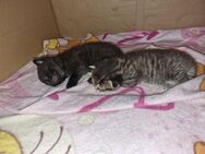 3 Katzen Kitten am 6.6.24 geboren - Berlin