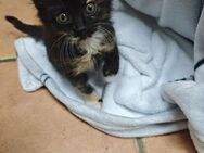 Perser Mix kitten - Pinneberg