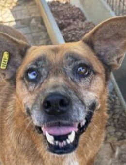 LITCHIE-3-Bein, Gnadenplatz gesucht - Rösrath