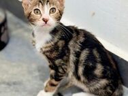 Piha - kleine Tigerin mit großen Ohren - Kirchheim (München)