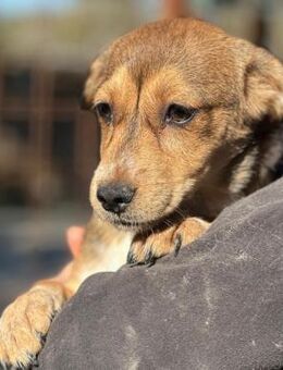 SIRIN - kleinbleibender Welpe - Duisburg