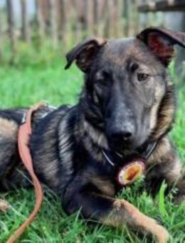 Schäfi-Mix Bonus sucht aktive Familie - München