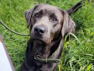 Labrador Retriever Welpen in silber und charcoal mit Ahnentafel - Dortmund Deusen