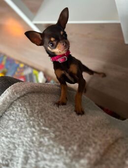 Chihuahua Hündin - Stolzenau