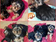 Yorkshire Terrier Welpen suchen liebevolle Familien - Frankfurt (Main) Schwanheim