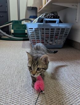 Zwei wunderschöne Katzenbabys - Mainburg