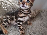 Exotik auf vier Pfoten - nur für echte Liebhaber Bengalkatze, Kätzchen - Plüderhausen