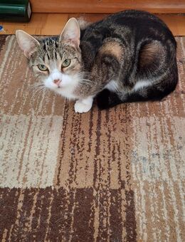 NOTFALL, Katzen Mama sucht ein neues Zuhause - Gronau (Westfalen)